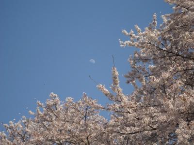 入間川の桜と月