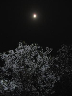 狭山湖の桜