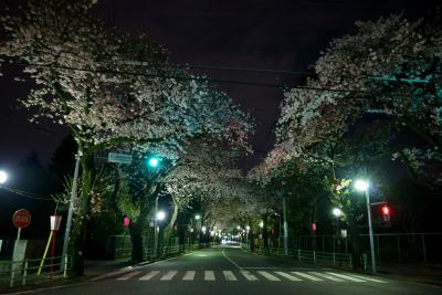 夜の桜通りの写真