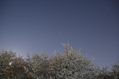 夜桜と木星