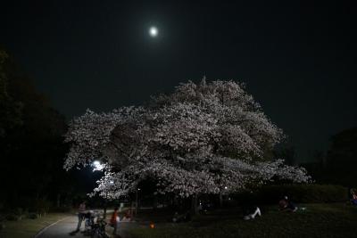 駒沢の桜
